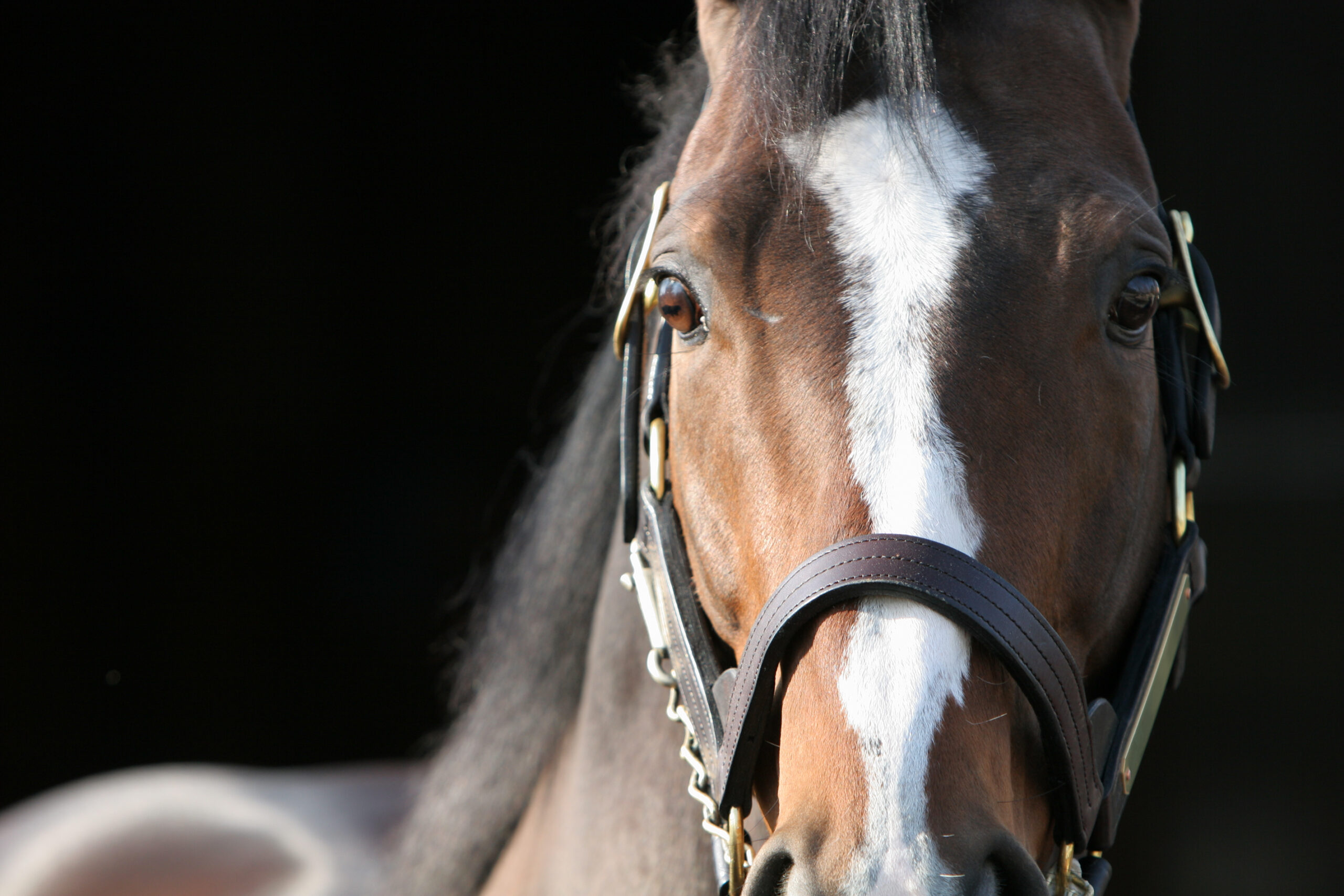 Gross Thoroughbreds